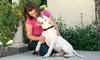 PetSafe Bark Control Devices for Dogs