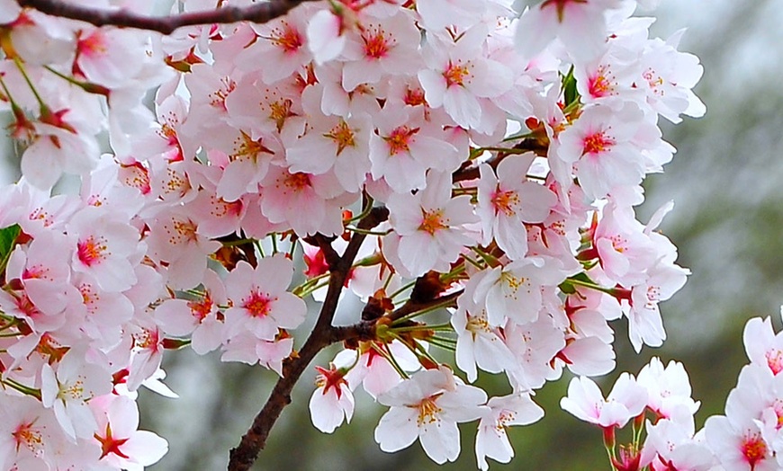 Image 2: One, Two or Three Pot Plants of Flowering Cherry Tree Kojo-No-Mai