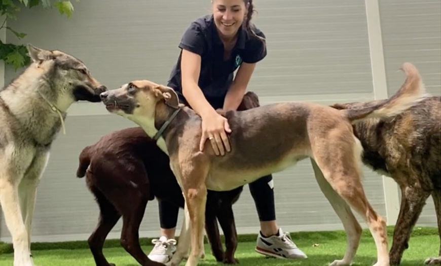 Image 2: Descuento en Guardería para perros en Vive - Resort para Mascotas