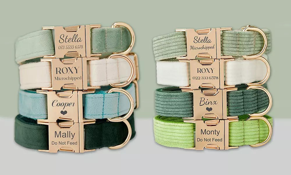 Grab paw-some Custom Pet Collars for your furry buddies