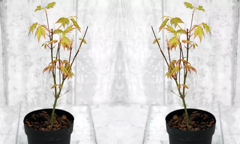 2x oder 4x japanischer Fächer-Ahorn Osakazuki und Atropurpureum im 7 cm-Blumentopf - Second Medium