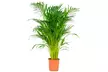 Palmera Areca XL - Dypsis 100cm - Second Medium