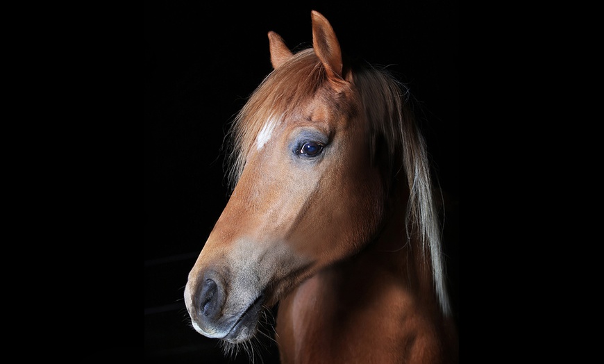 Image 3: 1h de shooting photo cheval 