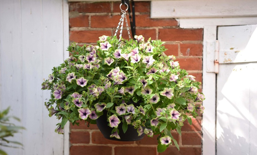 Three or Six Petunia Tea ‘Purple Vein Green Edge’ Jumbo Plug Plants ...