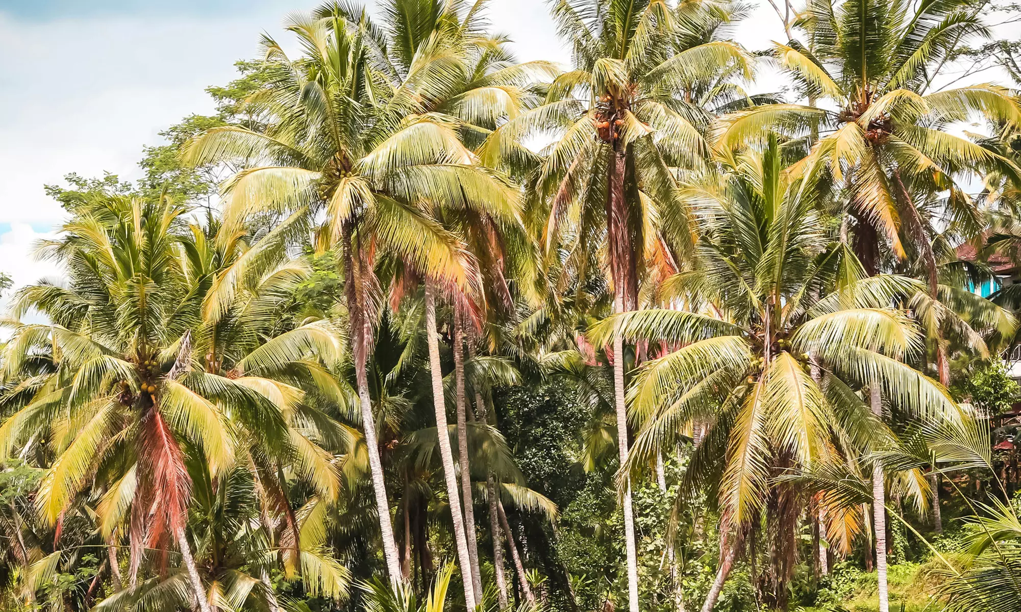 ✈ Kuta & Ubud: Bali 14 Nights with Return Flights and Stay at a Choice of Hotels - Image 7