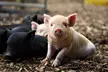 Ticket for Two Hours of Piggy Pet and Play or Guide to Pig Keeping at Kew Little Pigs ( Up to 17% Off ) - Second Medium