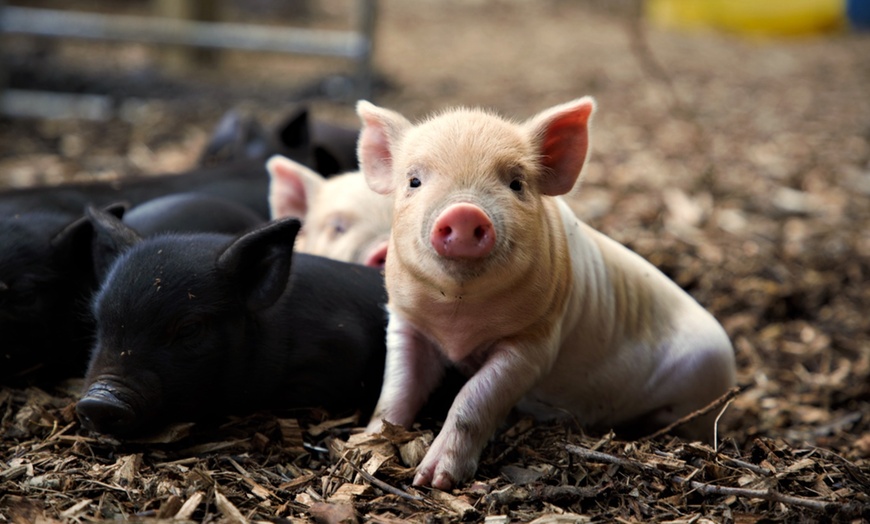 Image 2: 2-Hour Piggy Pet & Play Experience for a Child, Adult, or Family of 4