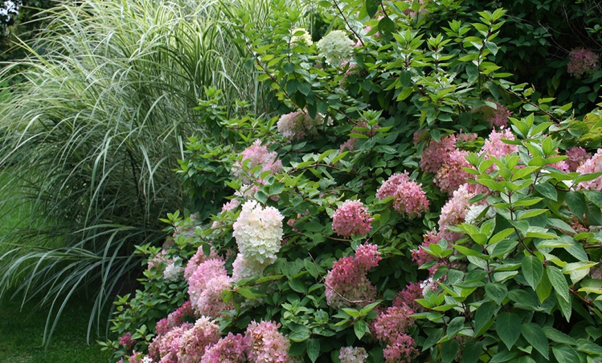 Image 15: Plants d'hortensias colorés OH2