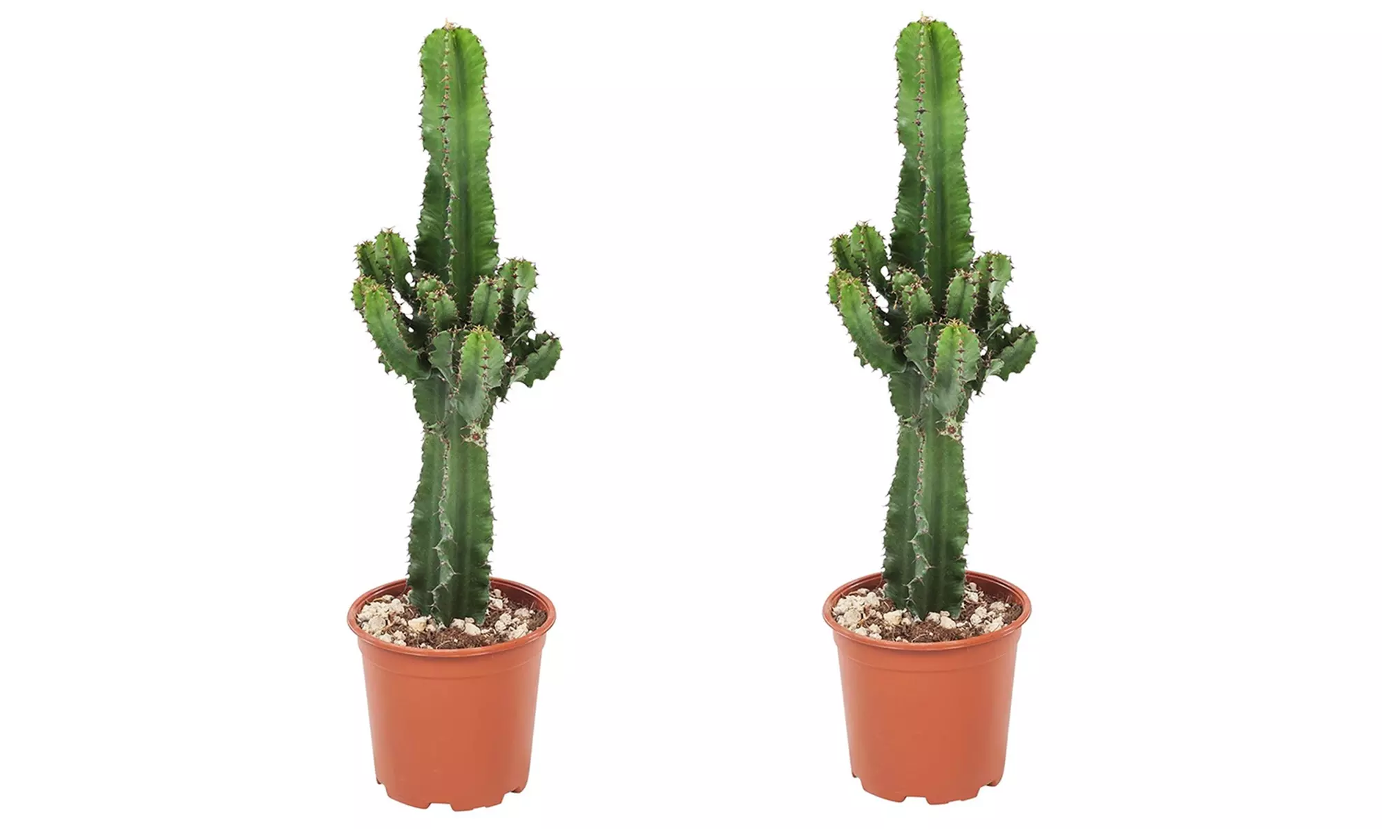 1 ou 2 cactus Euphorbia Cowboy, 60 à 70 cm à la livraison - Second Medium
