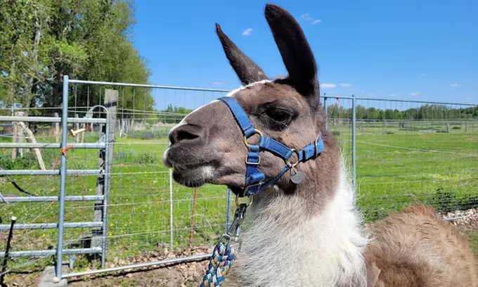 Erlebe magische Momente mit Lamas und Alpakas in der Natur