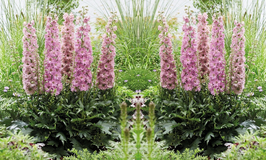 Image 3: Pink Delphinium Juliette - 1, 3 or 5 Potted Plants
