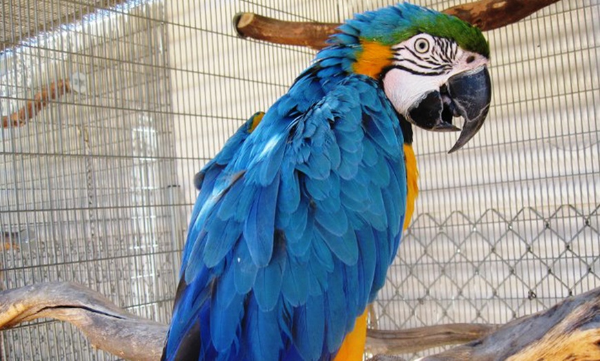 Forever Wild Exotic Animal Sanctuary - From $17.31 - Phelan, CA | Groupon