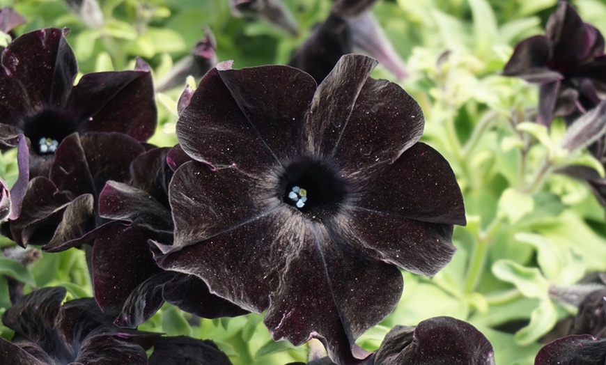 5, 10 or 20 Petunia 'Back to Black' Plants | Groupon