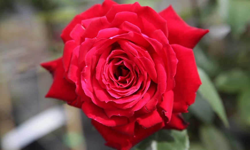 Image 9: Celebration Rose Bush Plants – 9 Varieties (1 Bare Root Plant)