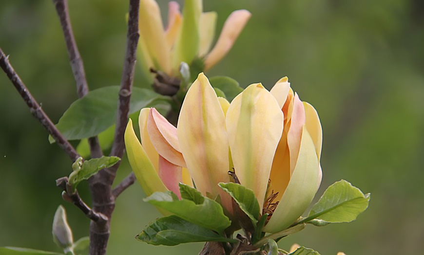 Image 2: Up to Three Magnolia Standard Sunspire Plants