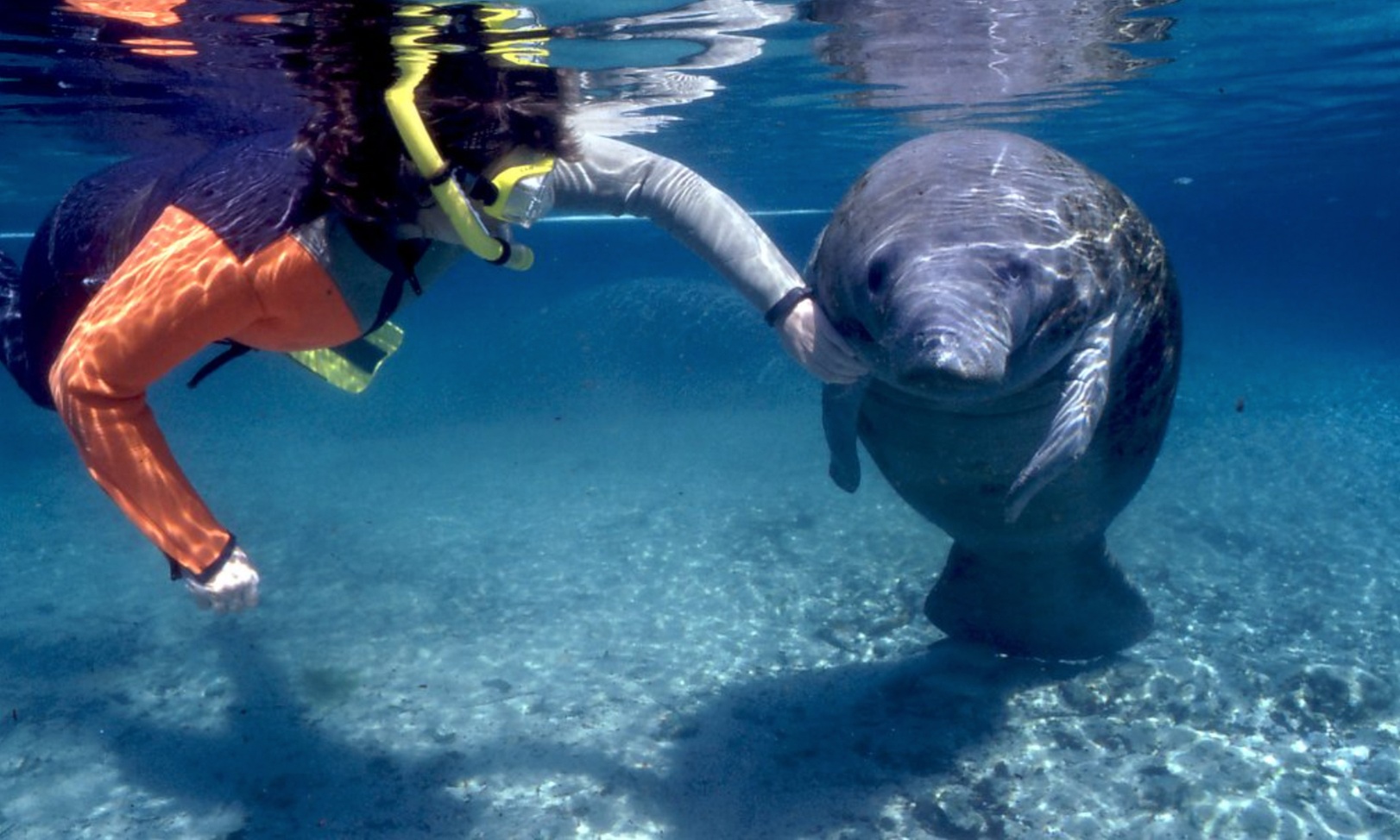Up to 20% Off on Guided Tour at Florida Manatee Swims