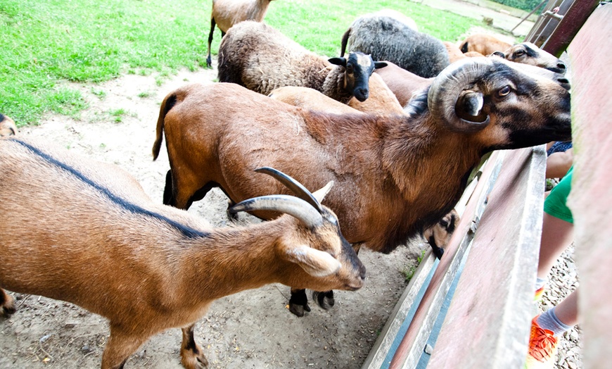 Image 6: Do 30% zniżki na Zoo/Park safari w Gospodarstwo Agroturystyczno – Edukacyjne „Zwierzyniec Kopytkowo”