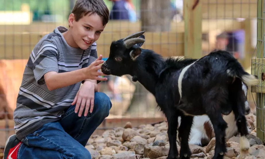 Sky-High Thrilling Attractions: General, Mining & Petting Zoo Pass