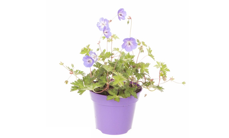 Image 4: Geranium Rozanne Plant in 2L Pot