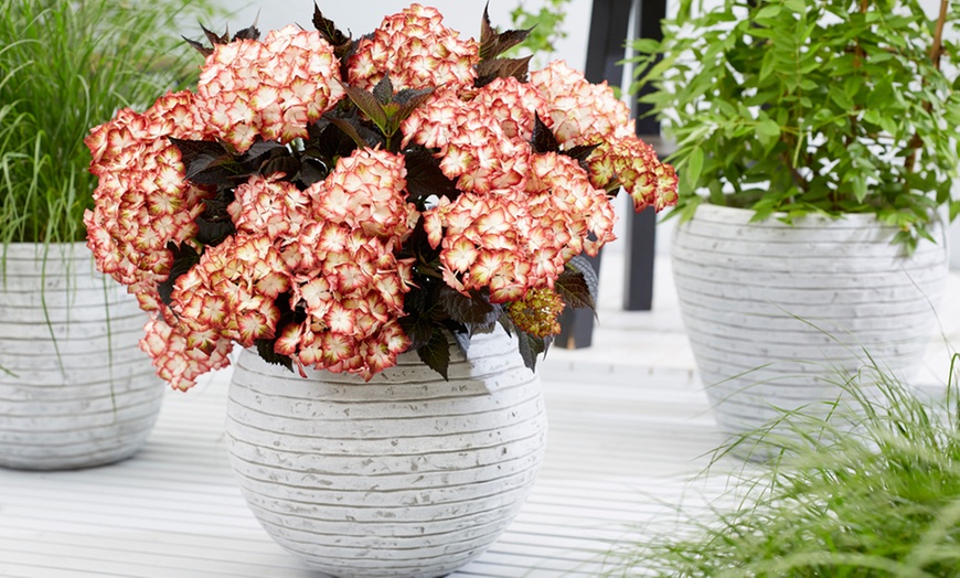 Image 3: Hydrangea Light My Fire 2 Litre Pot