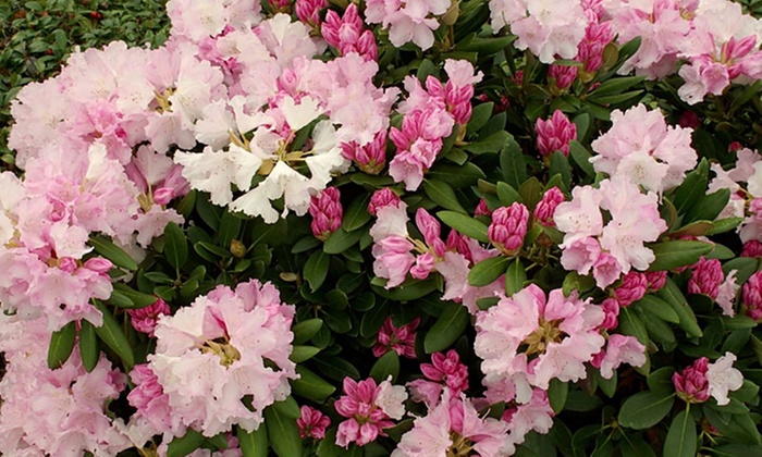 Rhododendron Dwarf Collection | Groupon Goods