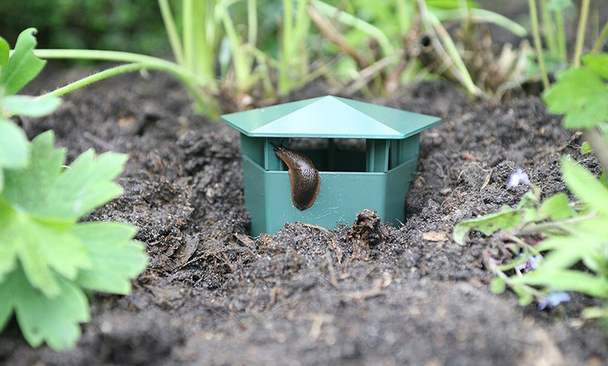 Image 6: One-, Four-, or Eight-Pack of Easy-to-Use Snail Traps