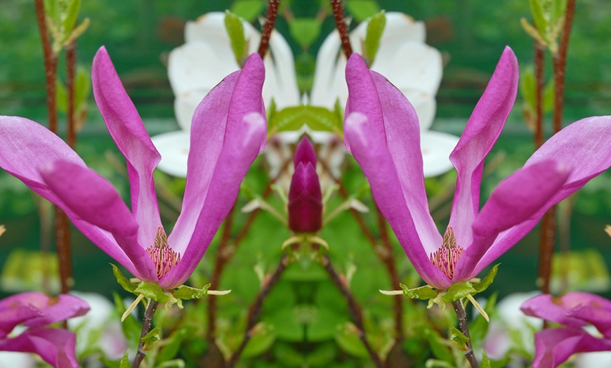 Image 6: Magnolia Trio Collection - 1 or 3 Potted Plants