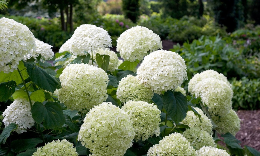 Image 2: 2x Hortensie „Strong Annabelle“