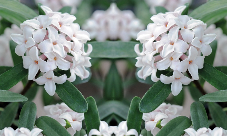 Image 2: Scented Daphne Plant