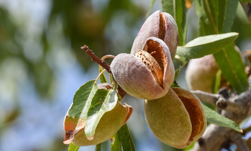 Image 3: Almendro florido