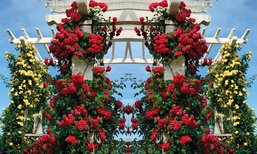 Image 1: Scented Climbing Rose Plants