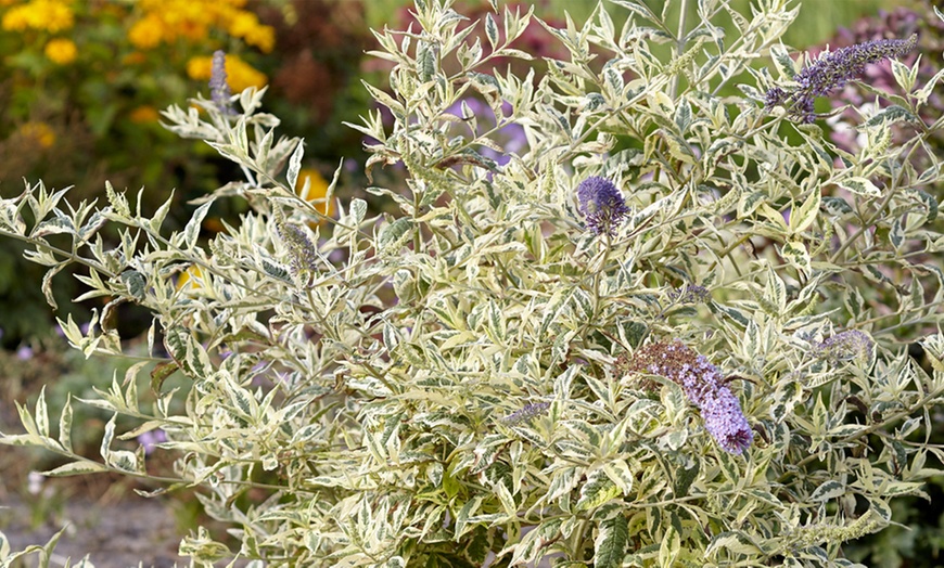 Image 3: Buddleia Butterfly Gold Plant