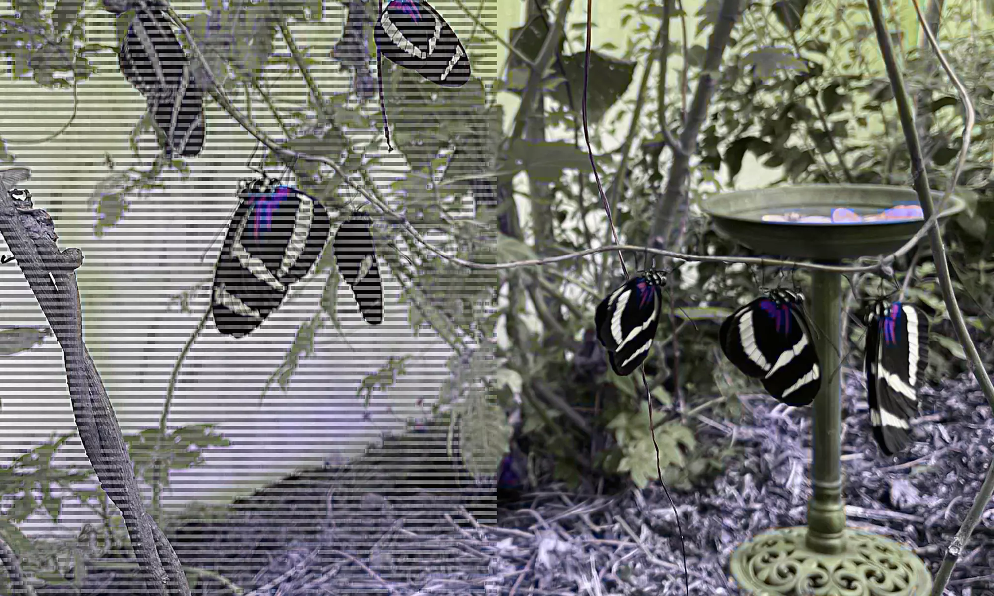 Family Fun Awaits: Entry Tickets to the Sussex Butterfly Gardens- Multiple Options Available. Save Up to 46% - Second Medium