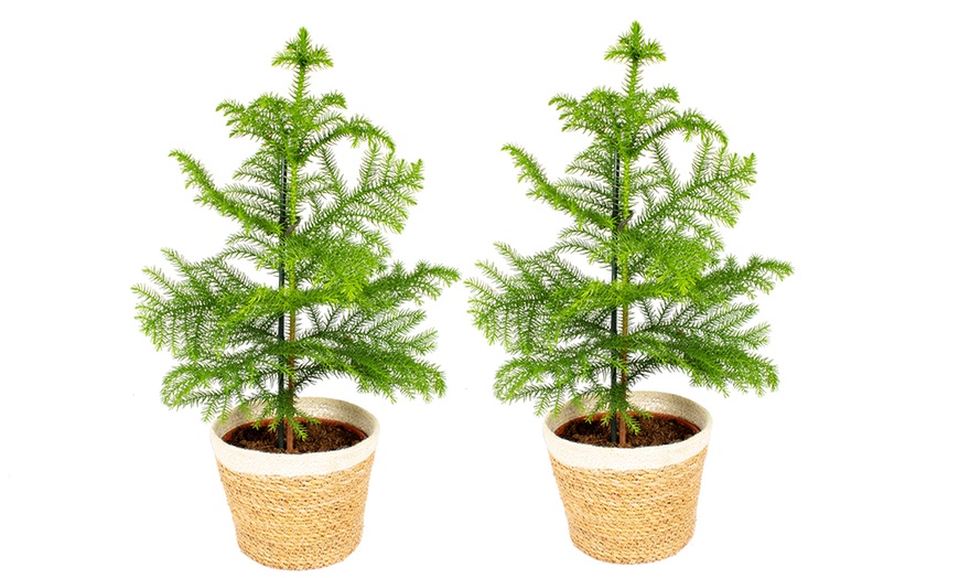 Image 4: Norfolk Island Pine Christmas