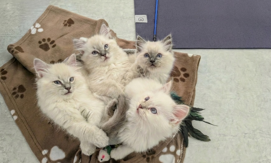 Image 3: Kitty Yoga Experience in Manchester – 1-Hour Class with Kittens