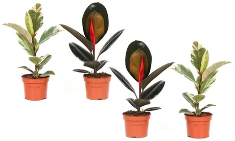 Set di 4 piante di Ficus Rubber OH2