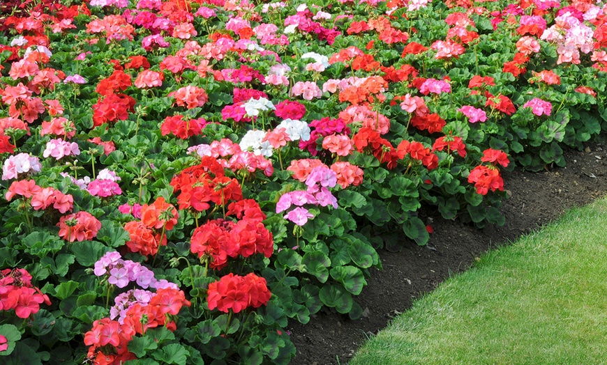 Image 2: 6, 12 or 18 Summer Bedding Collection Plants