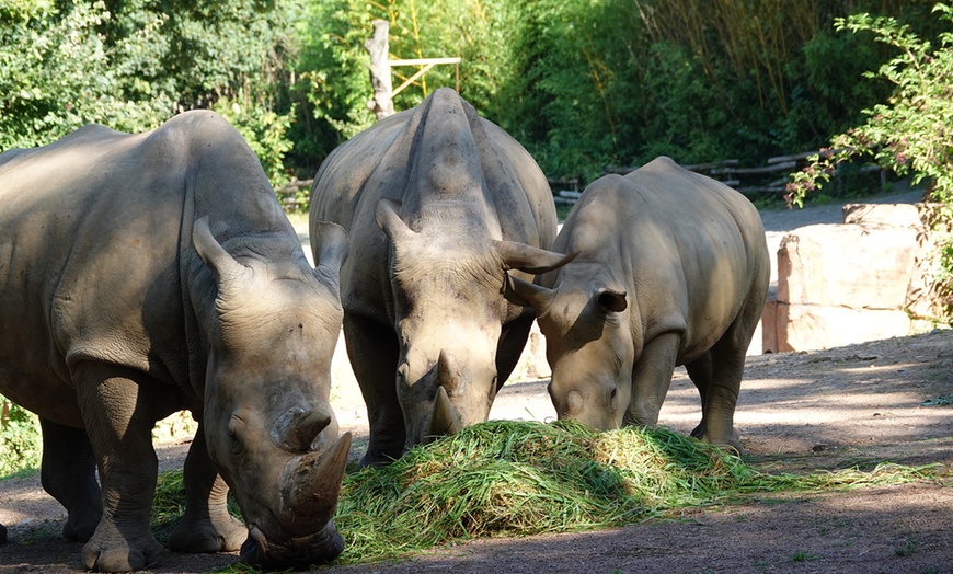 Image 9: Zoo Osnabrück: Tageseintritt für 1-2 Pers. o. XXL Familien-Jahreskarte