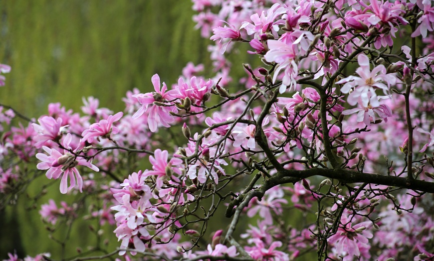 Image 3: Star Magnolia Collection - Three Potted Plants