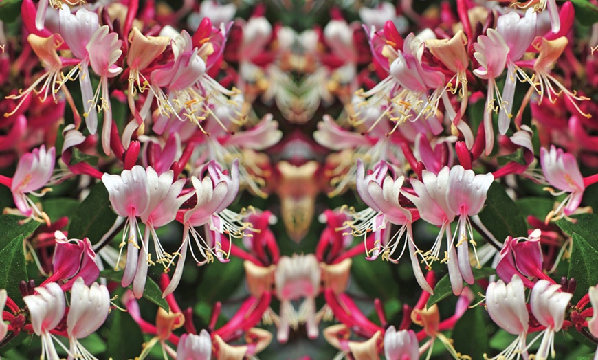 Image 1: Honeysuckle Fragrant Cloud Plants