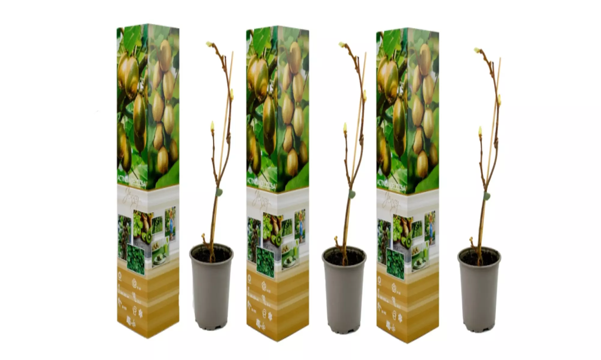 Kiwi Actinidia deliciosa "Jenny"