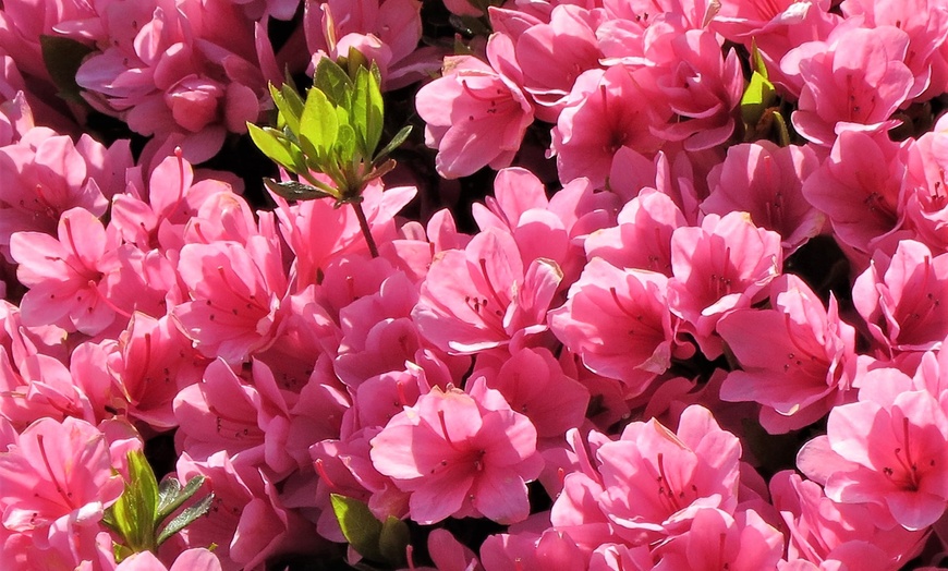 Rhododendron Azalea Plant | Groupon Goods