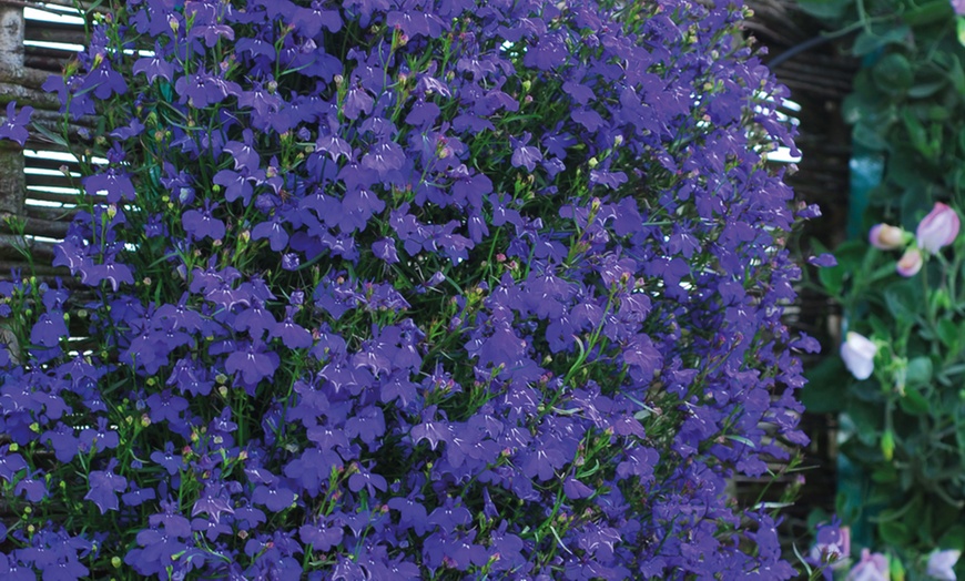 Image 3: 24 Lobelia Ultra Cascade 