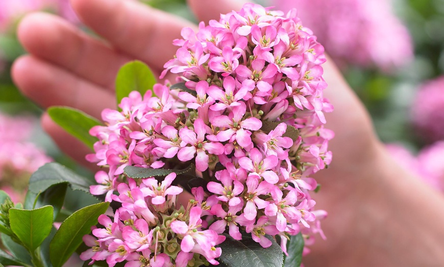 Image 4: Two Escallonia Pink Elle Plants