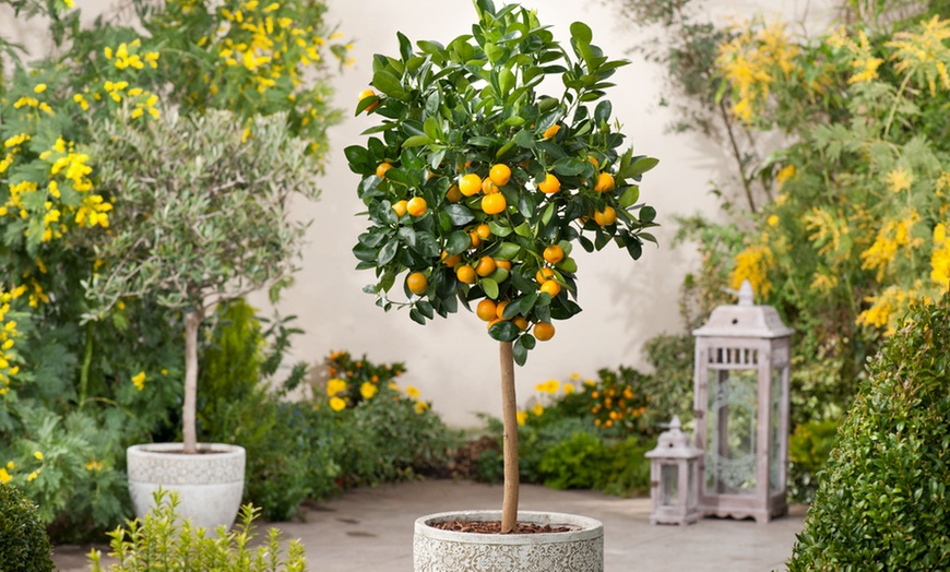 Image 2: Mini agrume ornemental "Citrus Calamondin" 55-65 cm