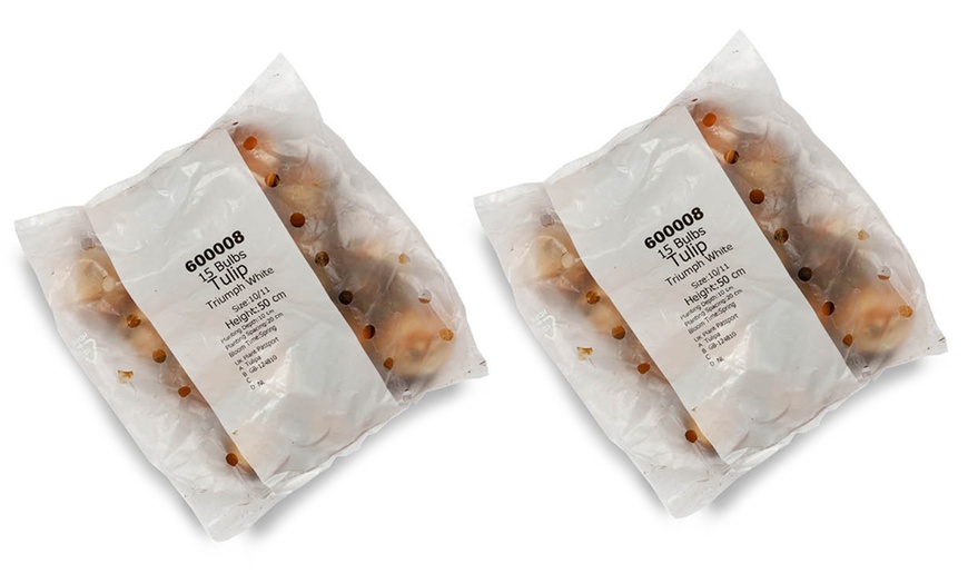 Image 3: 15 or 30 Tulip 'Triumph White' Spring Flowering Bulbs