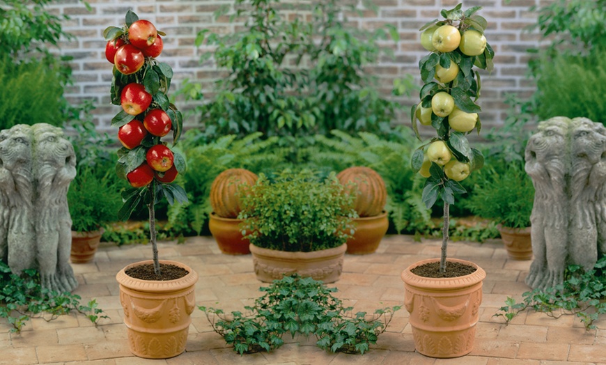 Image 2: 4 Citrus or Orchard Fruit Trees
