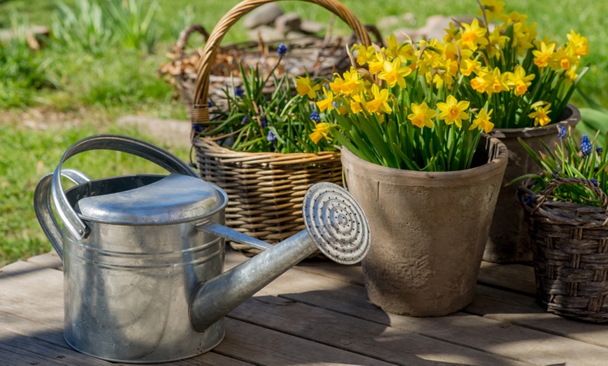 Image 1: 25, 50 or 100 Narcissus Daffodil Tete-a-Tete Hardy Bulbs