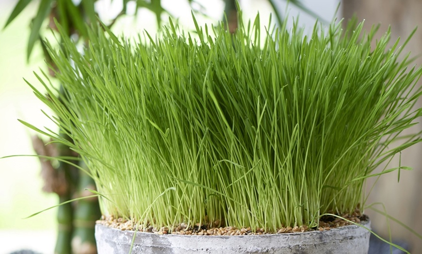 Image 3: Cyperus alternifolius Beauté Tropicale