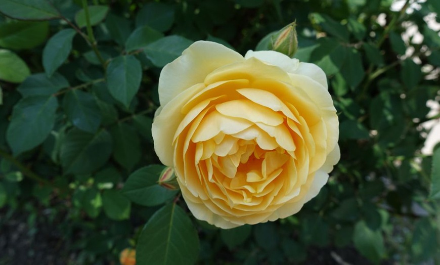 Image 4: Scented Double Hybrid Tea Rose Collection - Up to 5 Plants